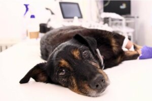 Was ist ein Emphysem bei Hunden?