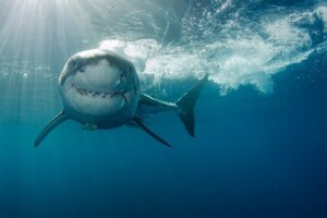 Gefürchtete Raubfische: Wie jagen Haie?