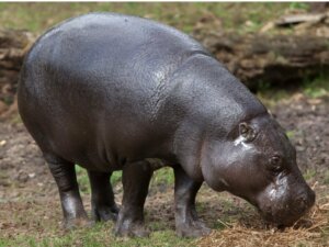 Zwergflusspferd: Lebensraum und Merkmale