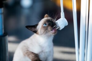 Wie halte ich meine Katze davon ab, an Kabeln zu kauen?