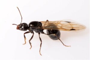Warum gibt es Ameisen mit Flügeln?