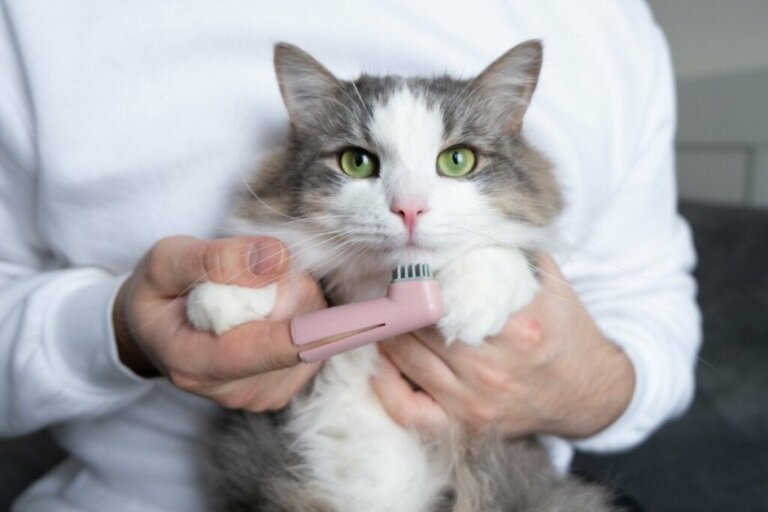 Die häufigsten oralen Krankheiten bei Katzen