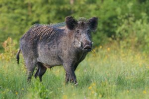 Was fressen Wildschweine?