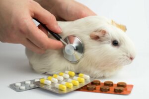 12 häufige Krankheiten bei Meerschweinchen