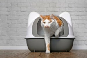 10 Wege zur Bekämpfung von Verstopfung bei Katzen