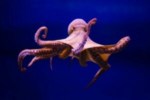 Wie Kraken zur Welt kommen