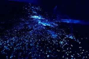 Biolumineszierende Pflanzen und Tiere an den Küsten