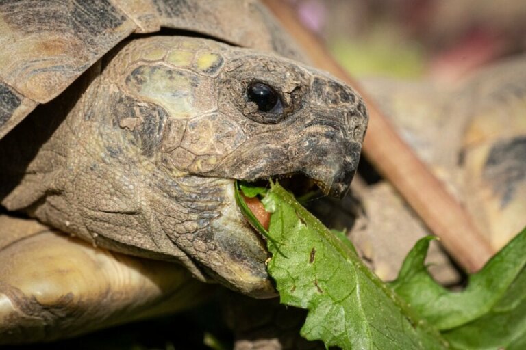 Was fressen Landschildkröten?
