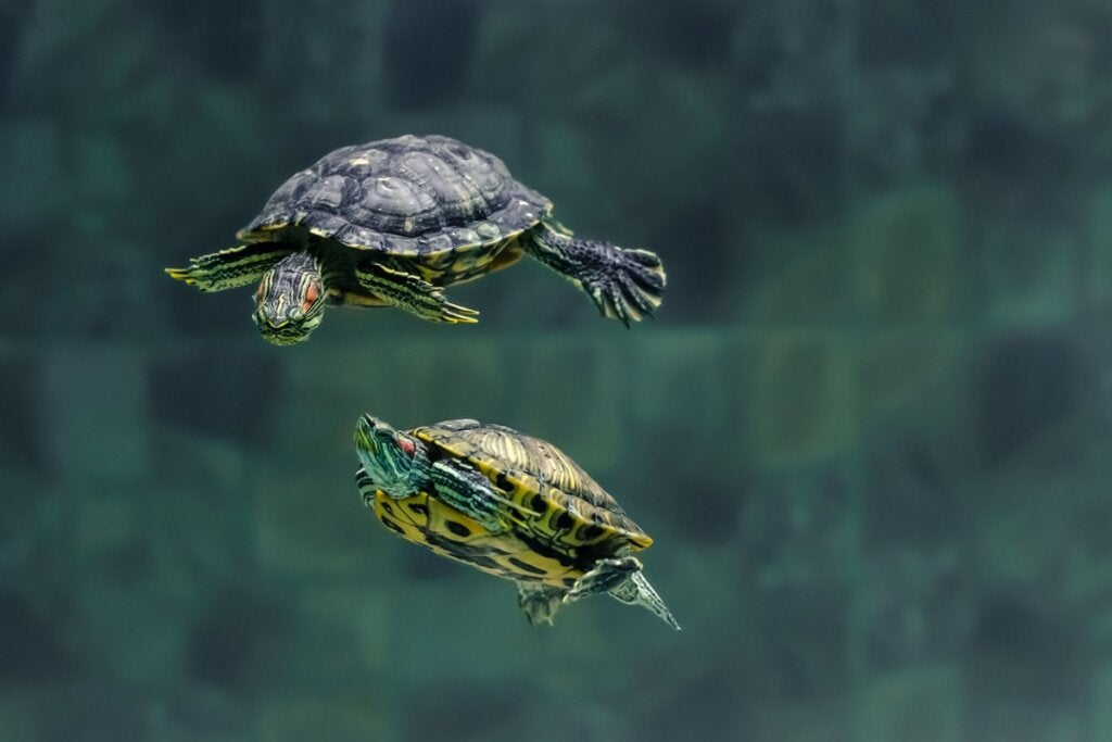 Was fressen Wasserschildkröten?