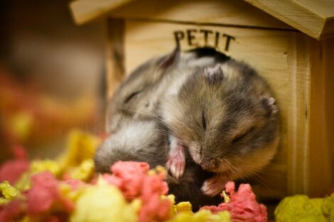 Mein Hamster schläft so viel! Warum eigentlich?