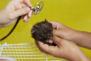 12 Anzeichen dafür, dass dein Hamster sterben wird
