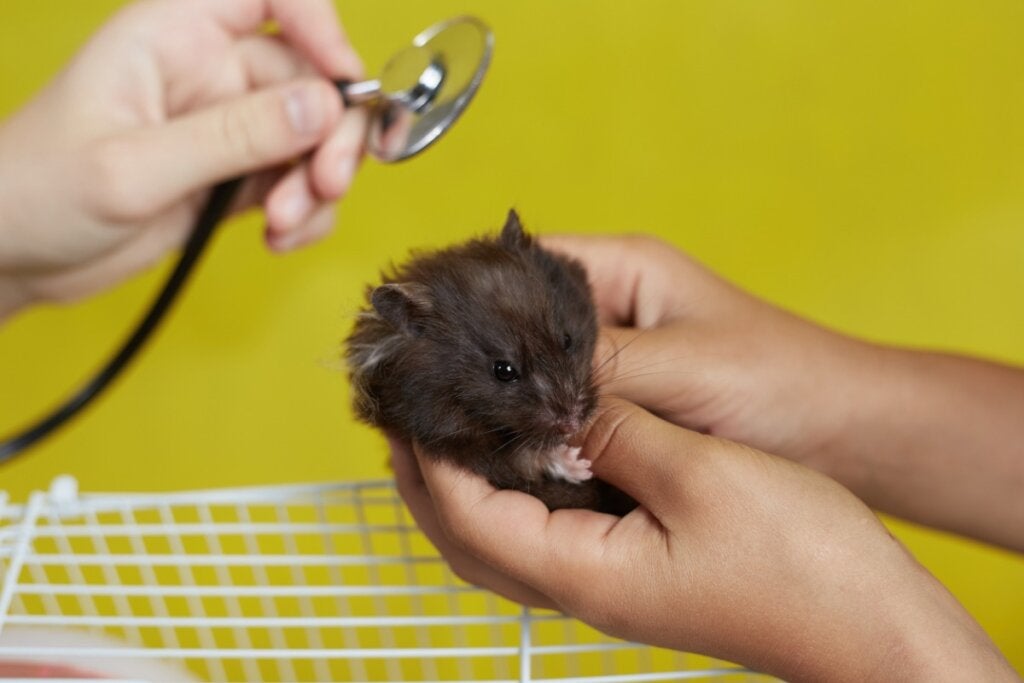 Wie Verhalten Sich Hamster Wenn Sie Sterben deinetiere.com