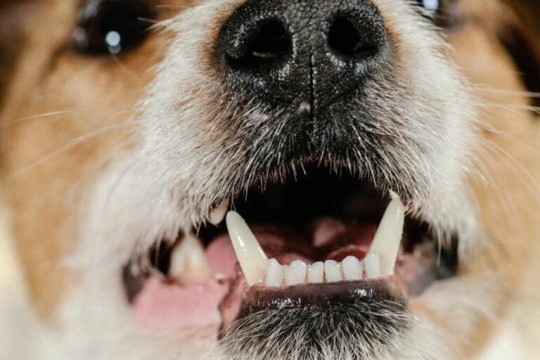 Die 4 Arten von Zähnen bei Hunden