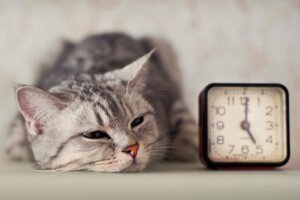 Wie man einer Katze beibringt, nachts zu schlafen
