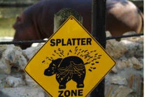 Die Bedeutung des Kots von Flusspferden in afrikanischen Flüssen und Seen