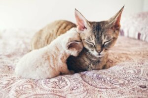 Wann sind Katzen ausgewachsen?