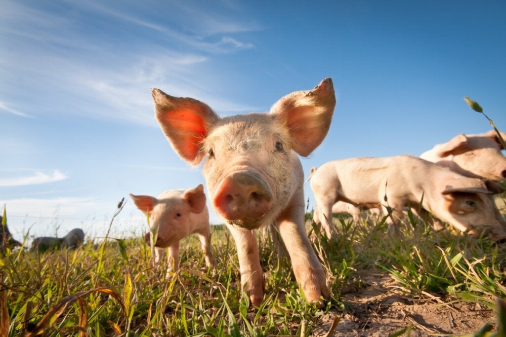 Wusstest du, dass Schweine nicht schwitzen?