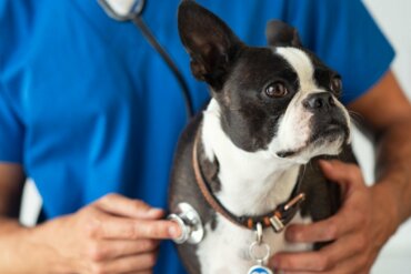Bordetellen bei Hunden: Symptome und Behandlung