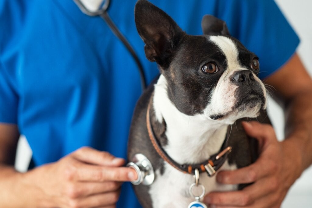 Natürliche Heilmittel zur Behandlung von Colitis bei Hunden