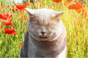 Rückwärtsniesen bei Katzen: Symptome und Behandlung
