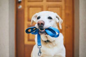 Anschaffung und Haltung: Was kostet ein Hund?
