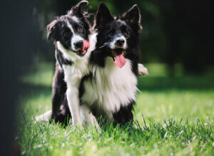 Hunde
