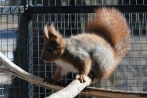 7 Tipps für die Pflege von Eichhörnchen