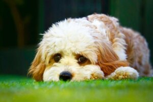 Der Cavapoo: Merkmale und Pflege