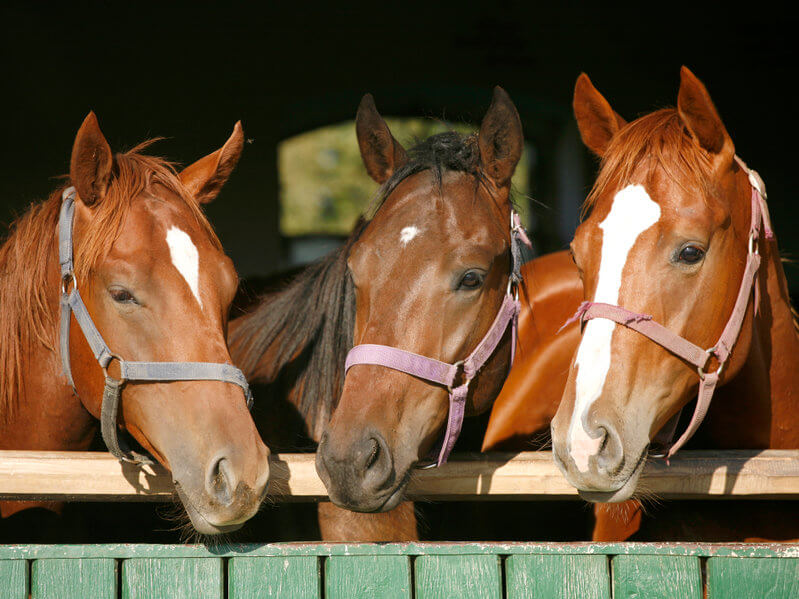 Stallmatten - ein sicherer Wohlfühlort für Huftiere