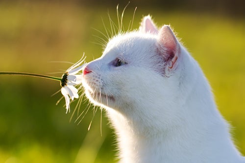 Tricks, um Katzen von Pflanzen fernzuhalten
