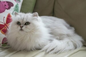 Chantilly-Tiffany Katze: Alles über diese Rasse