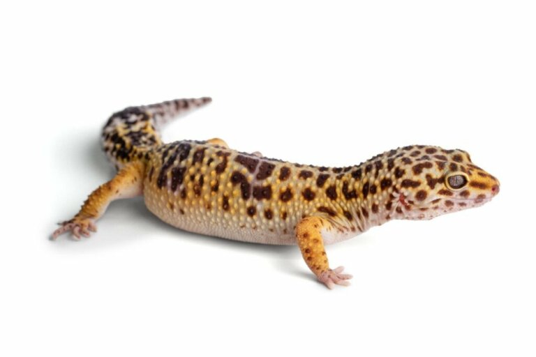 Was tun, wenn der Schwanz deines Leopardgeckos abfällt?