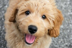 Hybridhunde: Ein Goldendoodle schaut in die Kamera.
