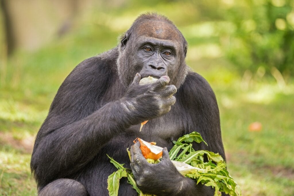 Was essen Gorillas? Deine Tiere Primaten Ernährung