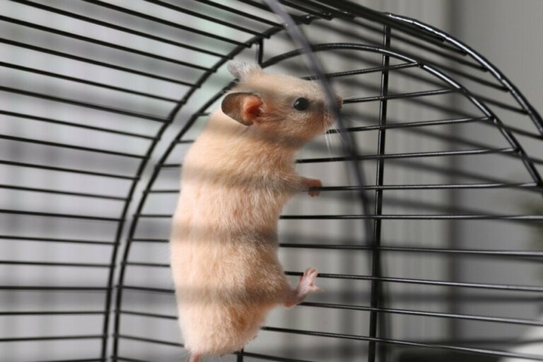 Warum klettert mein Hamster im Käfig?