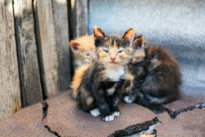 Krankheiten von streunenden Katzen: Welche sind die häufigsten?