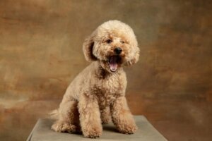 Maltipoo: Alles über diese Rasse