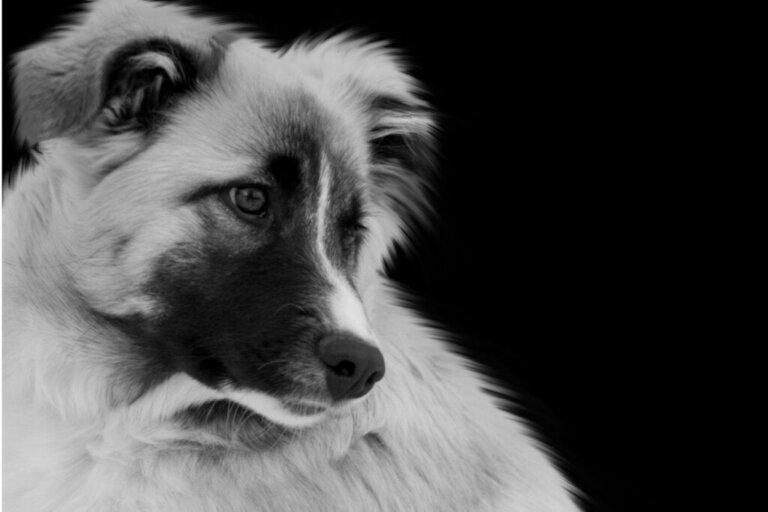 Aïdi oder Atlas-Berghund: Alles über diese Rasse