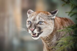 Was fressen Pumas und wie jagen sie?