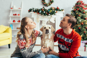 Weihnachten mit Hund - Weihnachtsmenü darf nicht fehlen