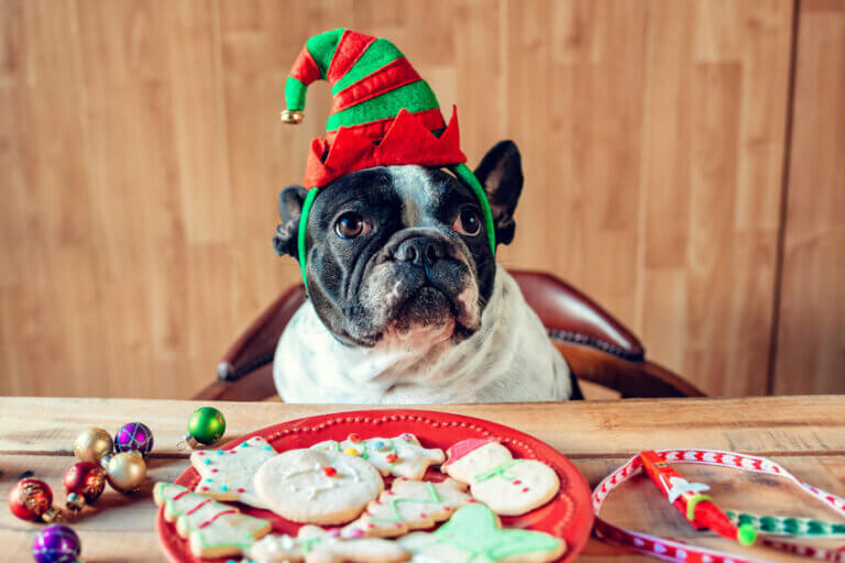 Weihnachtsmenü für Hunde: Fleischbällchen und Kürbis-Bananen-Kekse