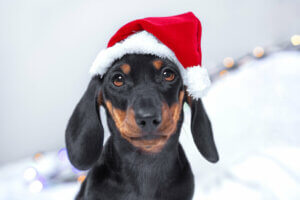 Hund mit Weihnachtsmütze wartet auf Weihnachtsmenü