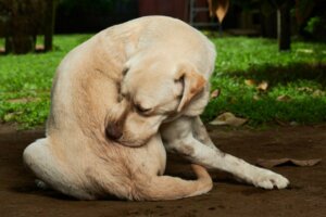 Die besten Flohpräparate für Hunde