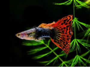 12 Zierfische für Anfänger