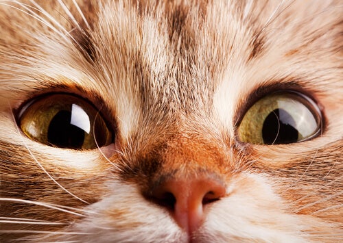 Wodurch wird eine schnelle Atmung bei Katzen verursacht?