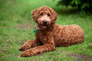 Der Labradoodle: Merkmale und Pflege