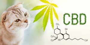Wie CBD-Öl Katzen bei Angst und Stress helfen kann