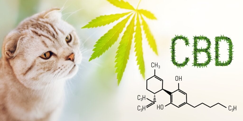 Wie CBD-Öl Katzen bei Angst und Stress helfen kann