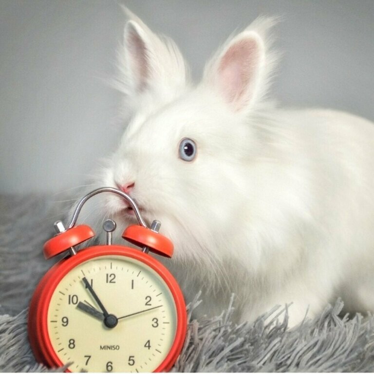 Wie lange kann ein Kaninchen leben?