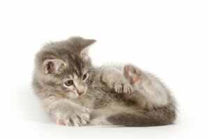 Warum schnüffeln Katzen an ihrem Hinterteil?